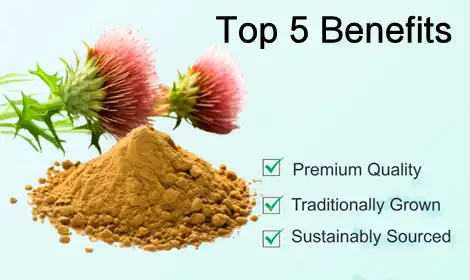What is Milk Thistle Extract Good for? Top 5 Benefits